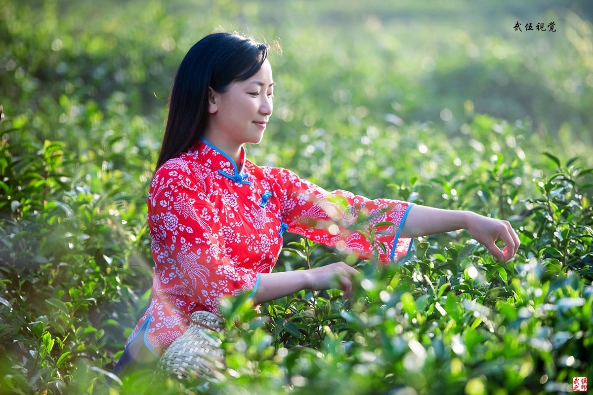 采茶姑娘（2）