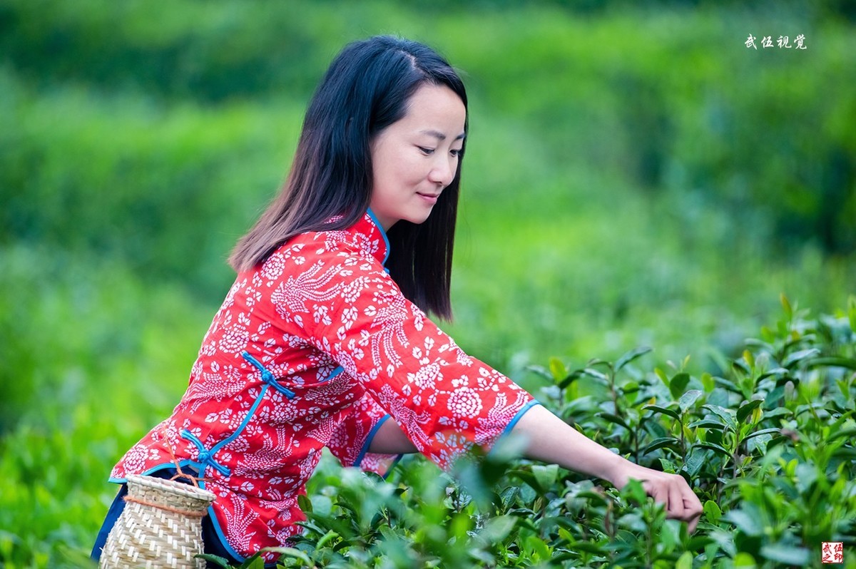 采茶姑娘（2）