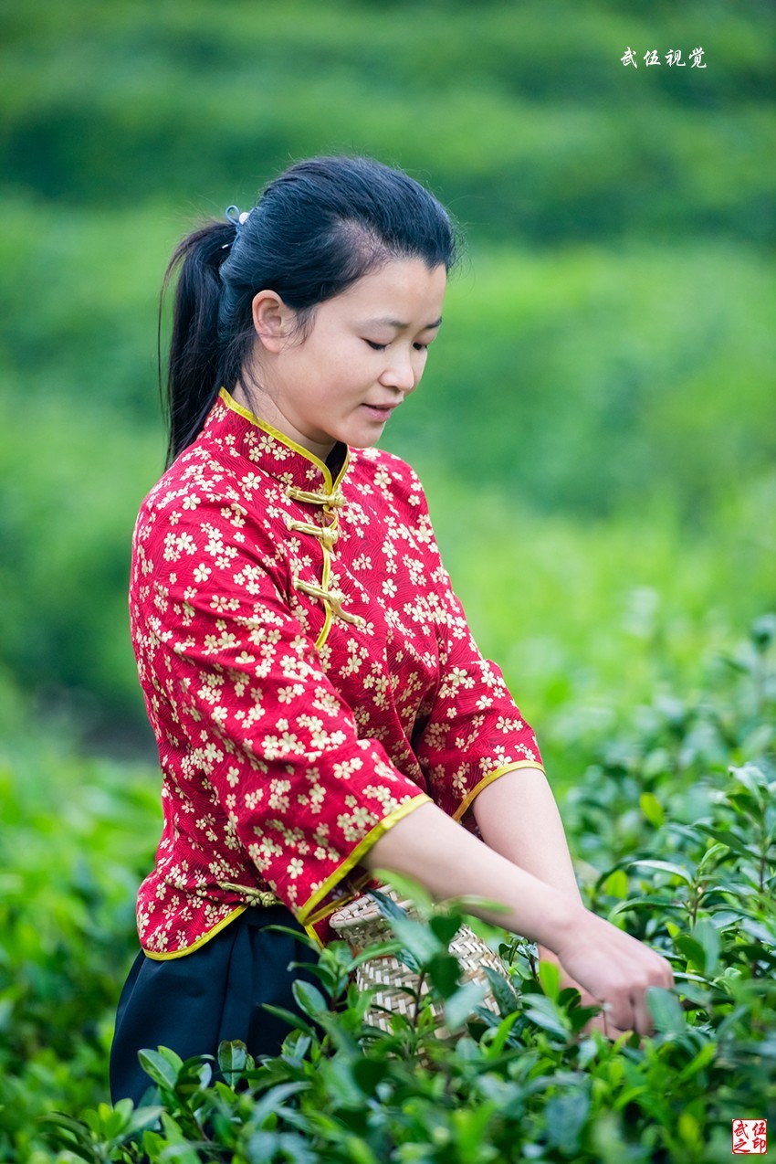 采茶姑娘（2）