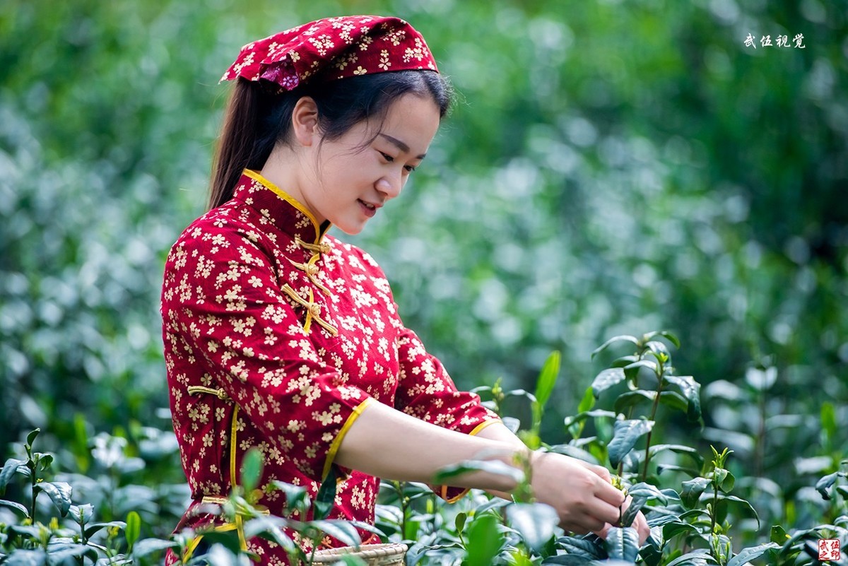 采茶姑娘（2）
