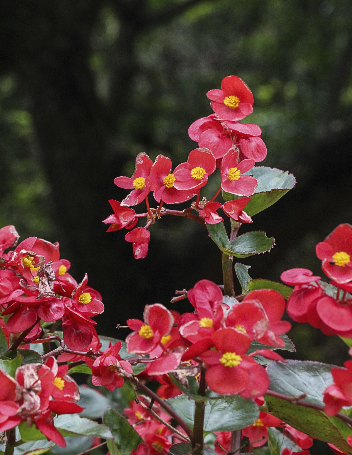 一组玫红四季海棠