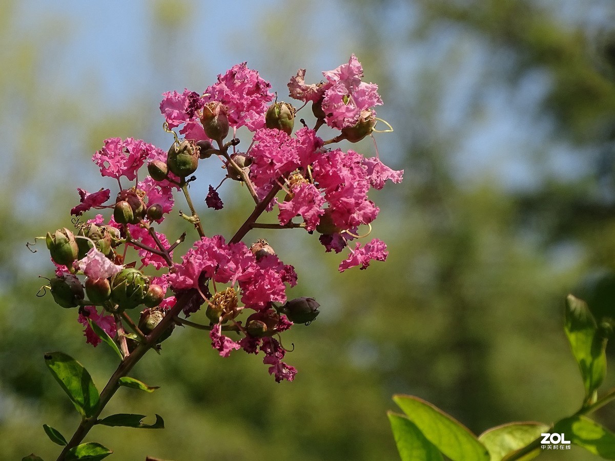 紫薇花-3