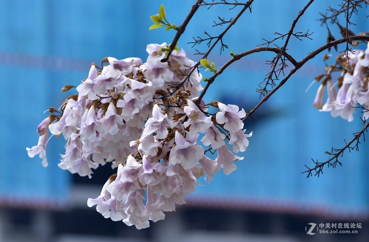 泡桐樹花