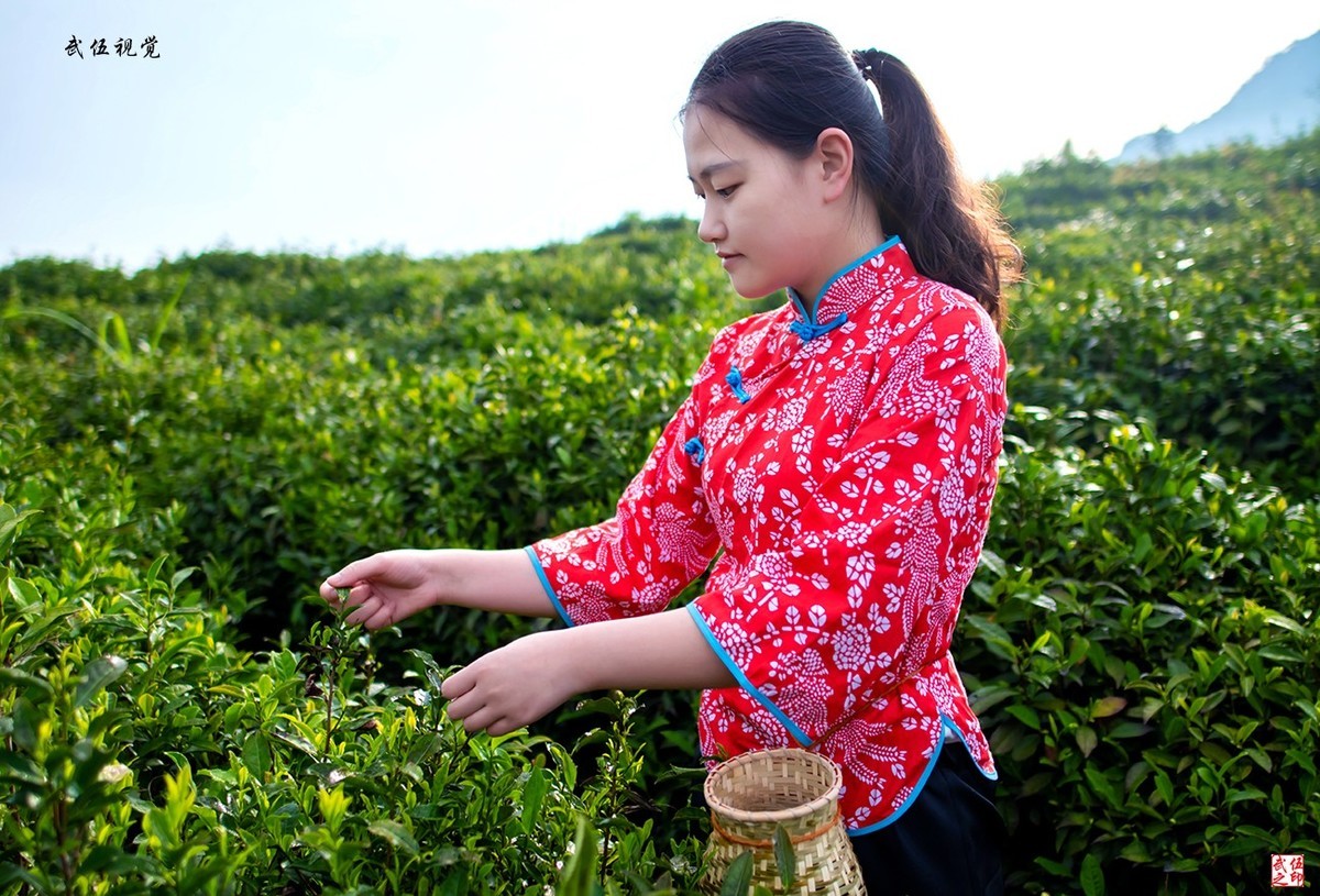 采茶姑娘采茶忙