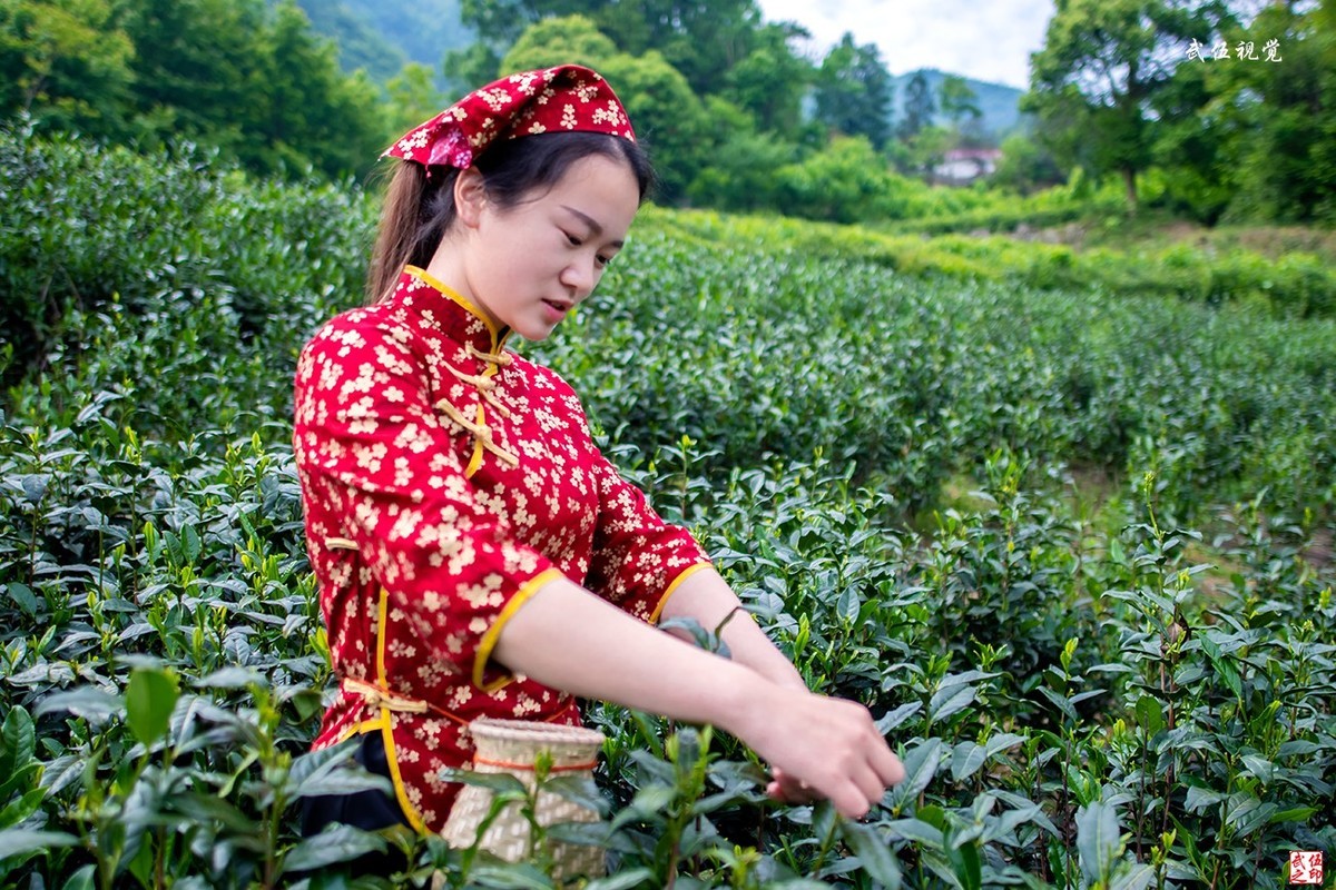 採茶姑娘採茶忙