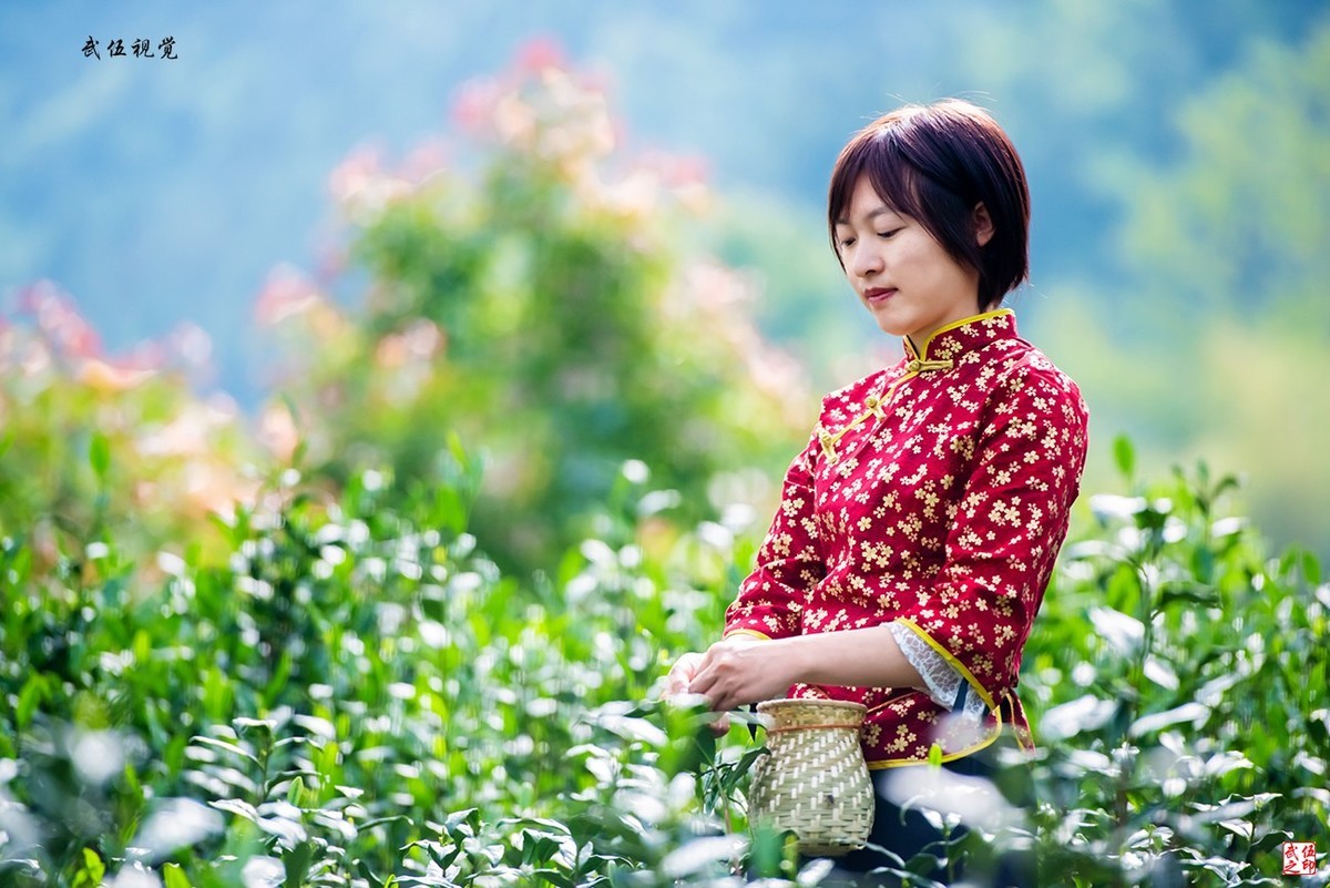 采茶姑娘（2）