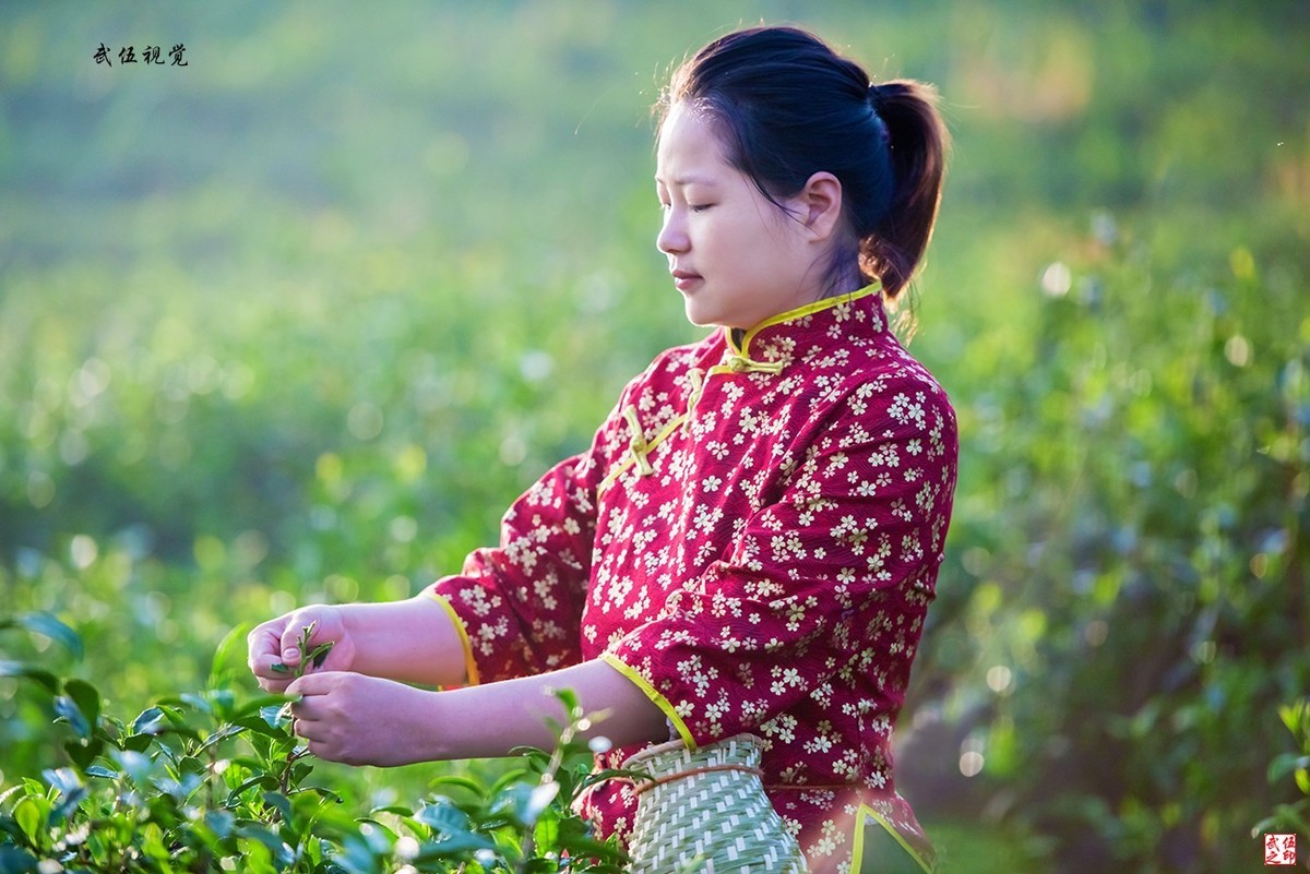 采茶姑娘（2）