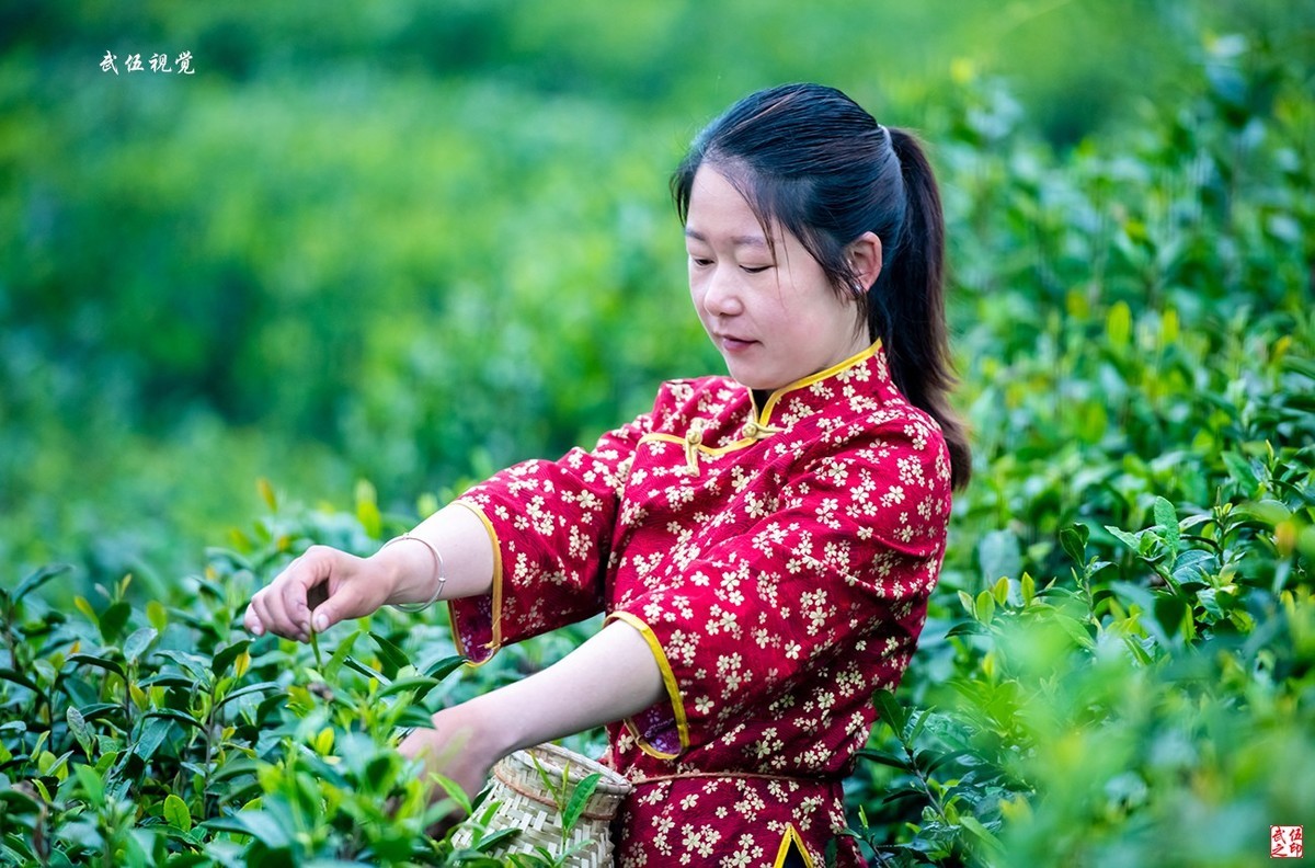 采茶姑娘（2）