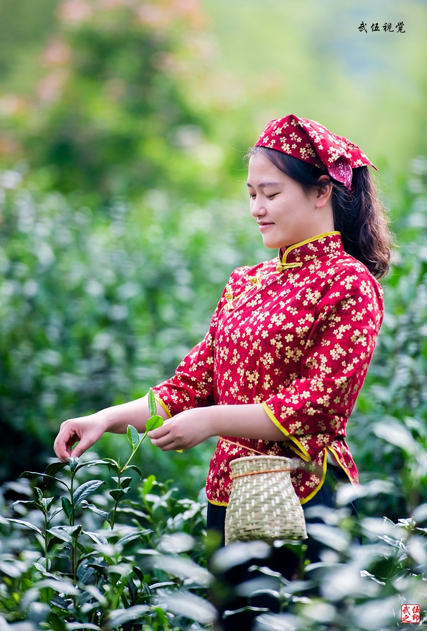 采茶姑娘（2）