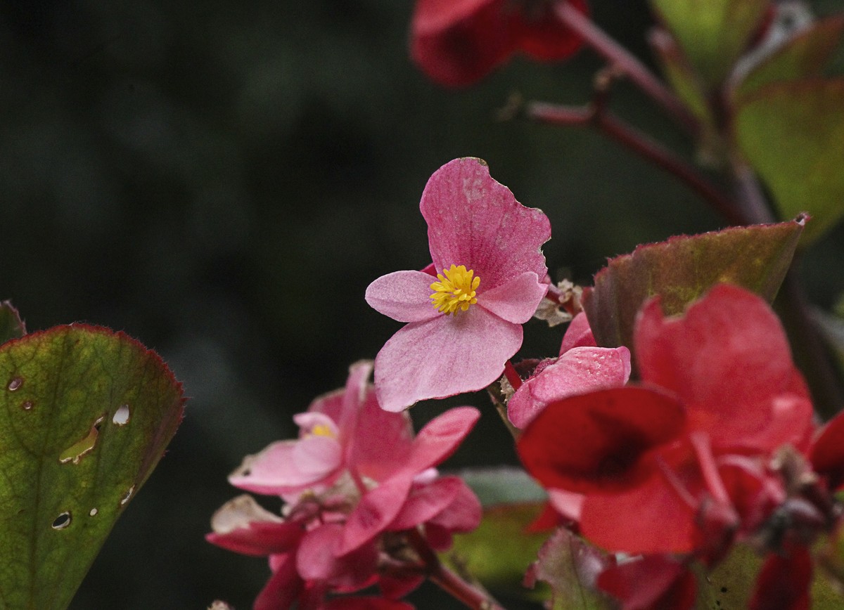 一组玫红四季海棠
