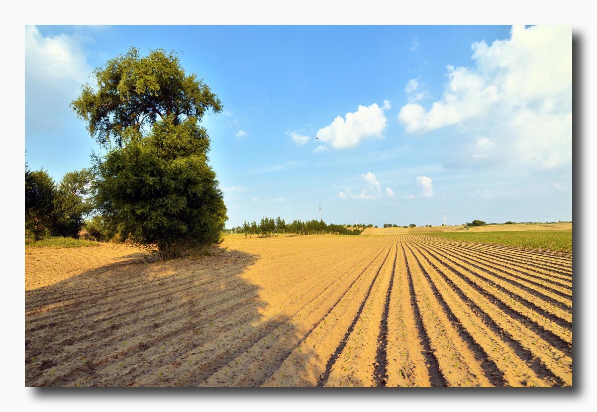 慢行在金宝屯的土地上