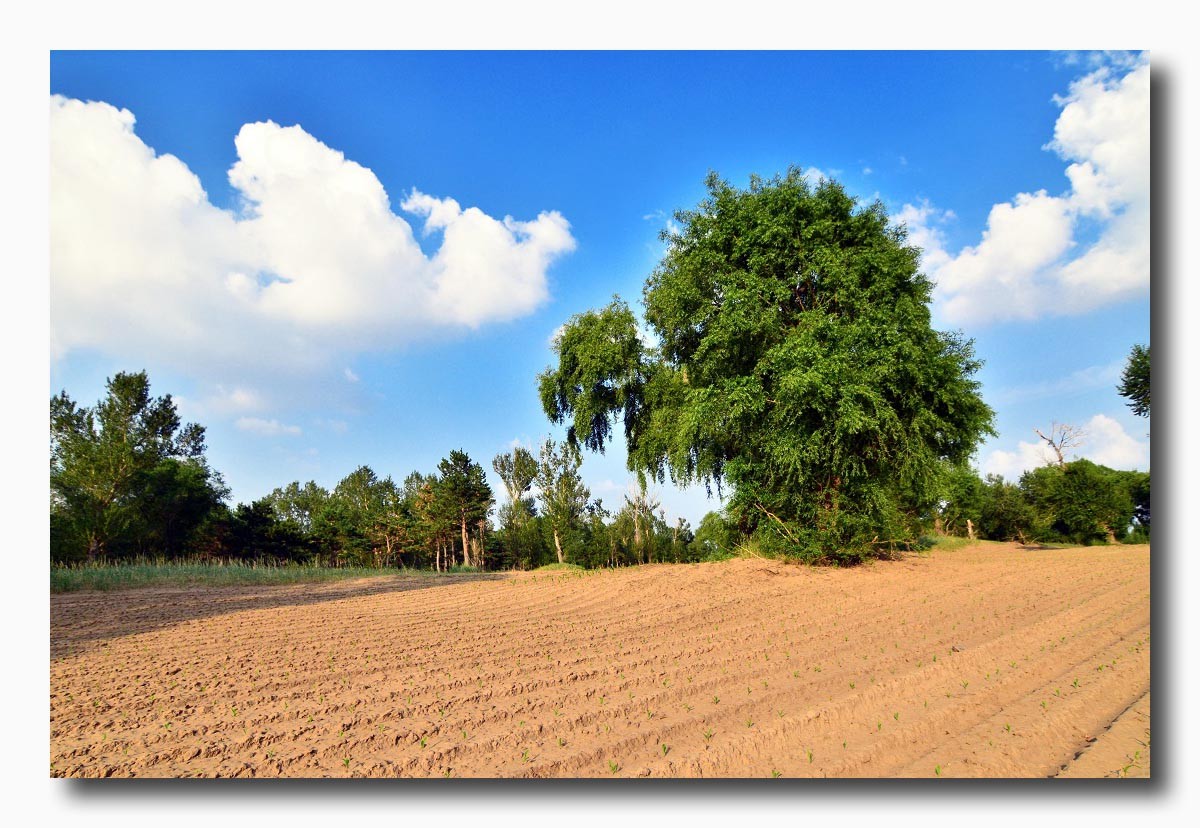 慢行在金宝屯的土地上