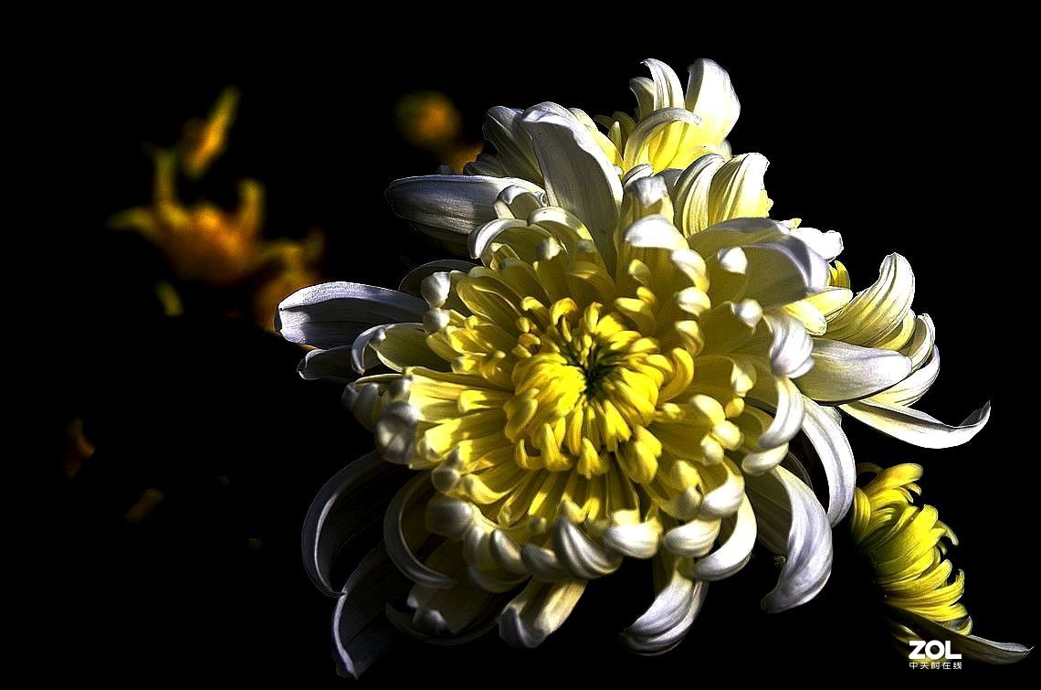 白菊花