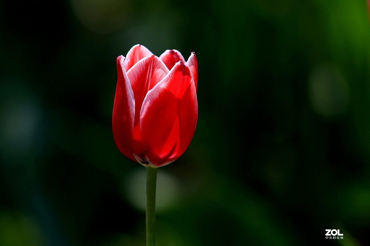 顺义鲜花港郁金香