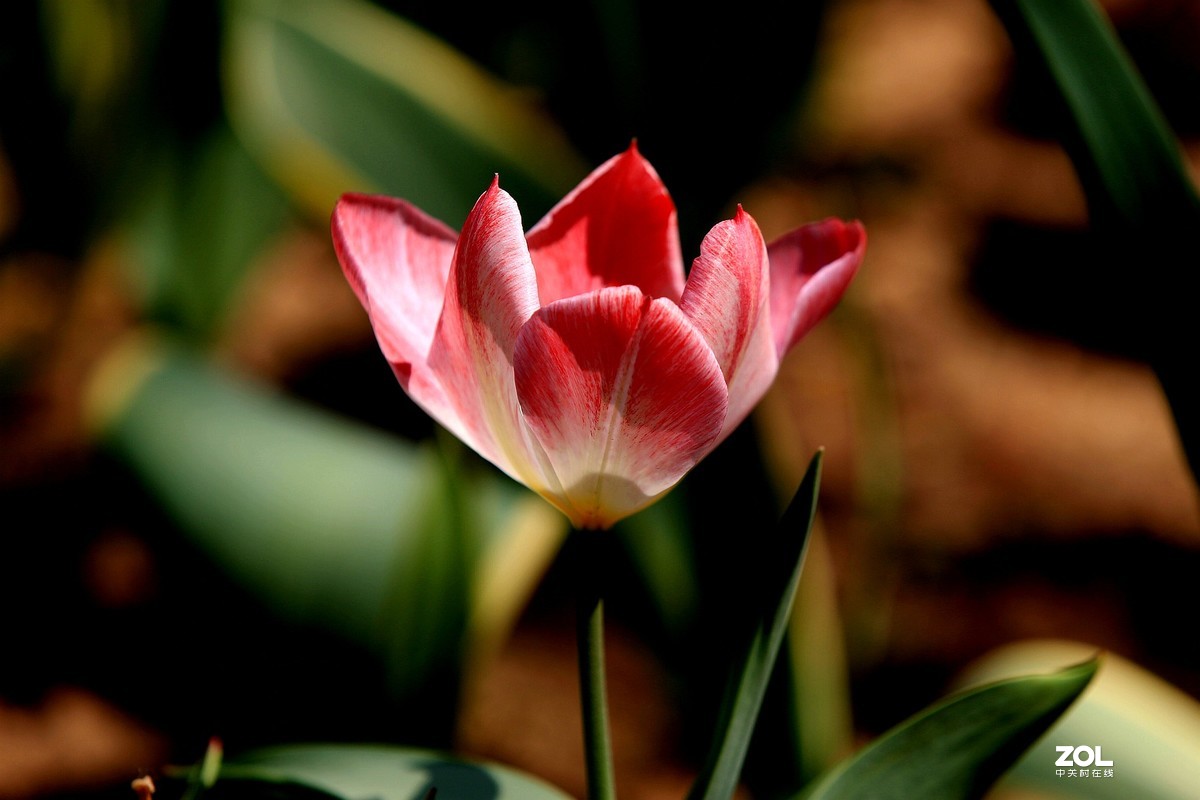 顺义鲜花港郁金香