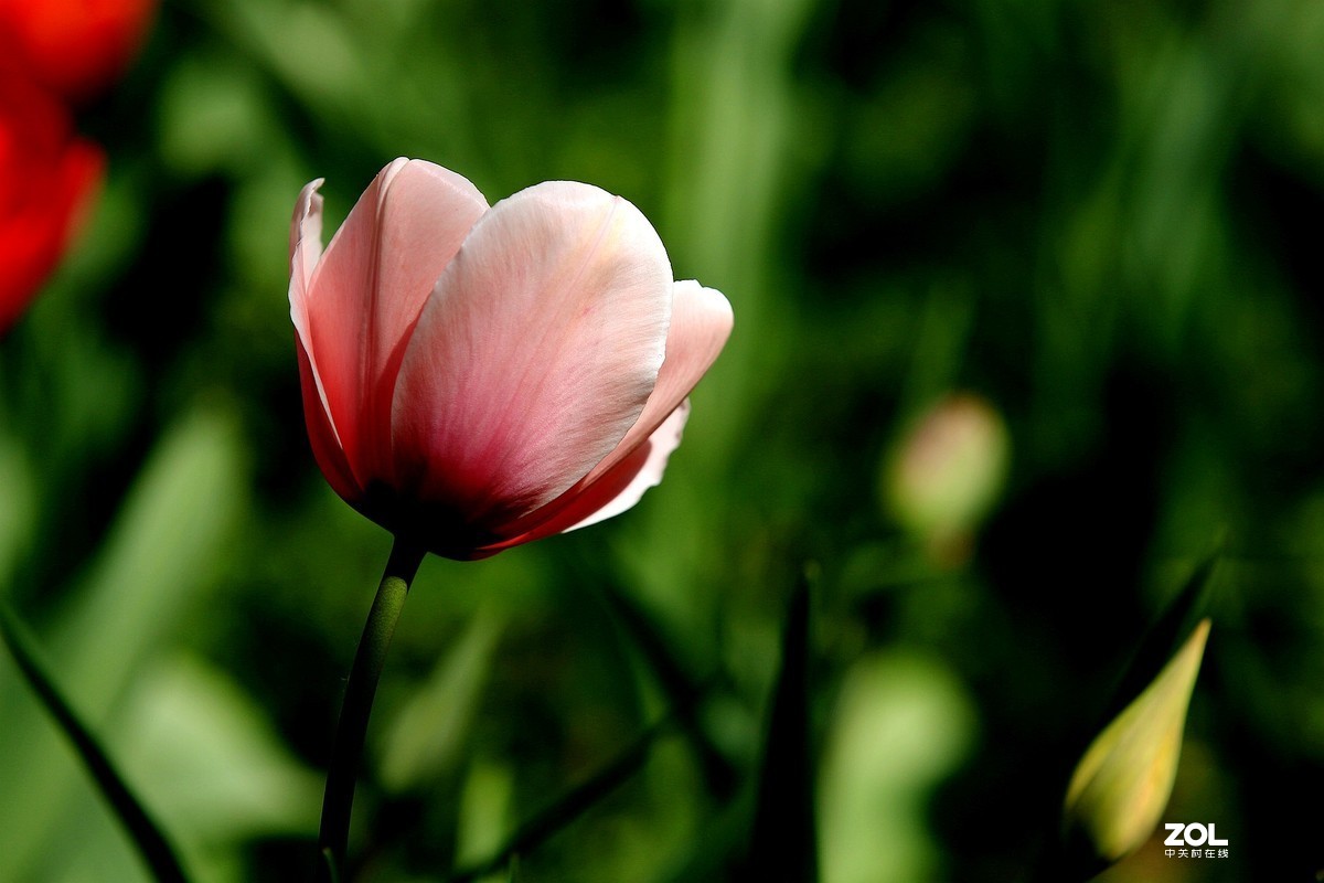 顺义鲜花港郁金香