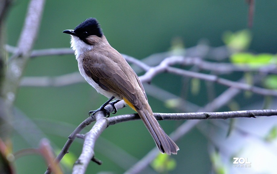 抓拍黑冠鹎1