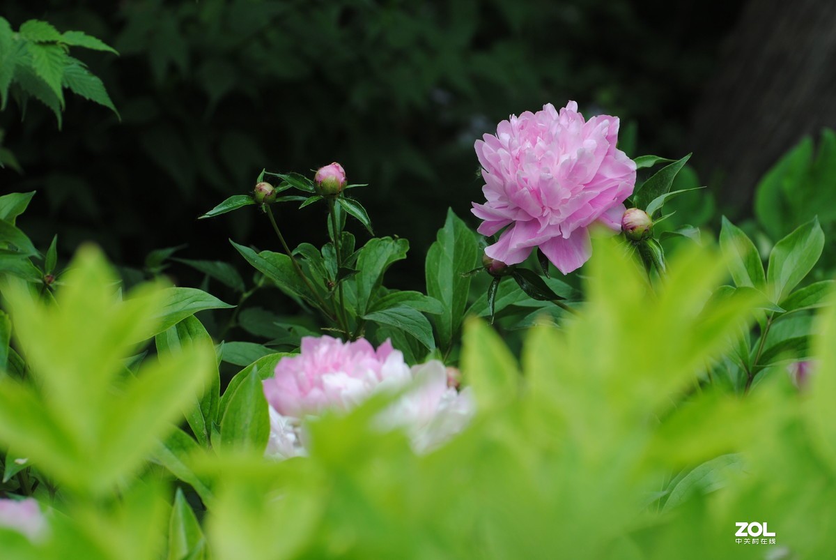 景山芍药
