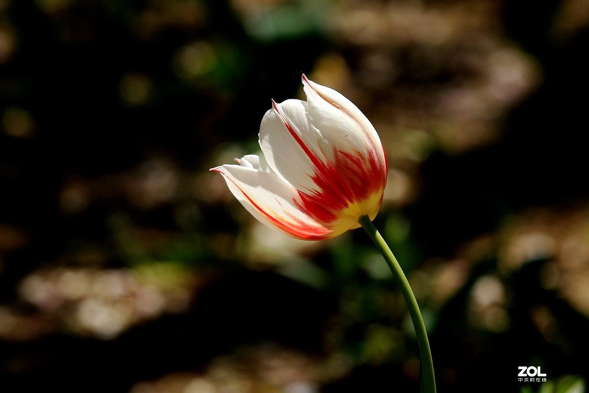 顺义鲜花港郁金香