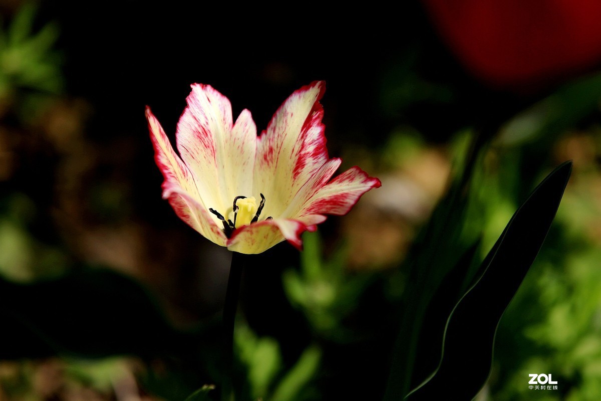 顺义鲜花港郁金香