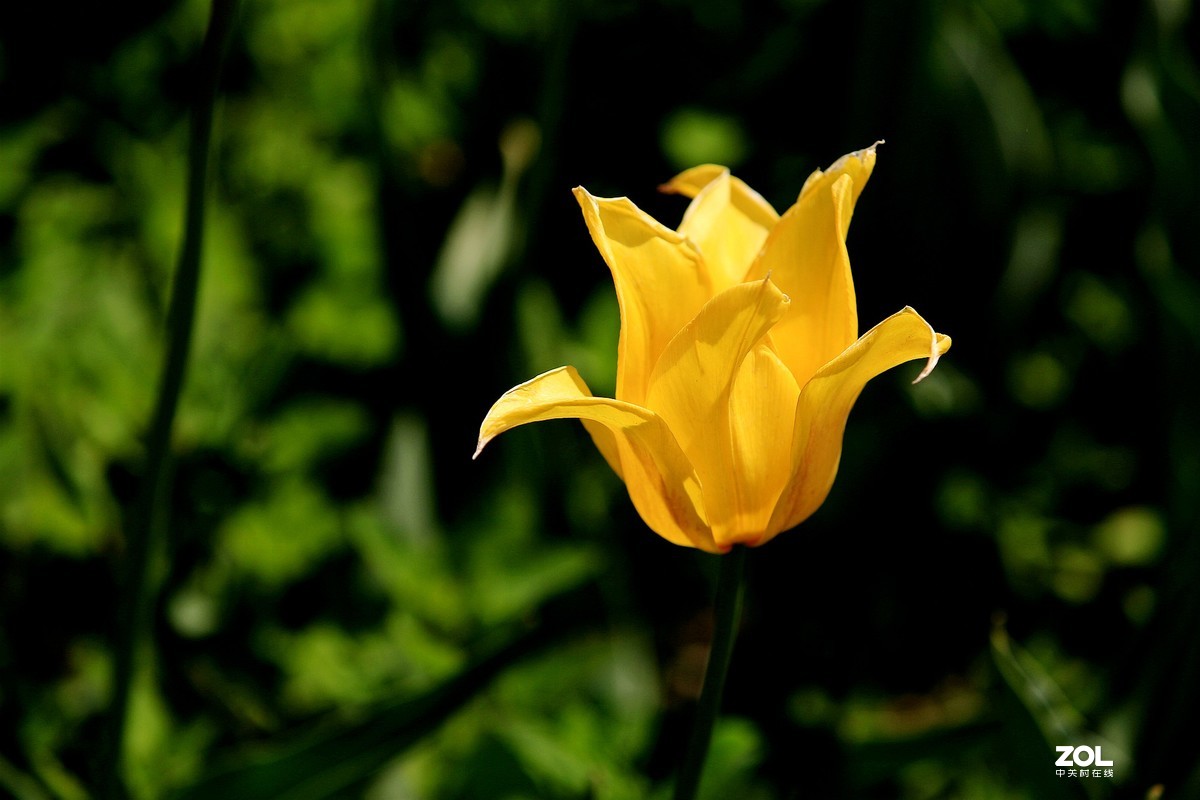 顺义鲜花港郁金香