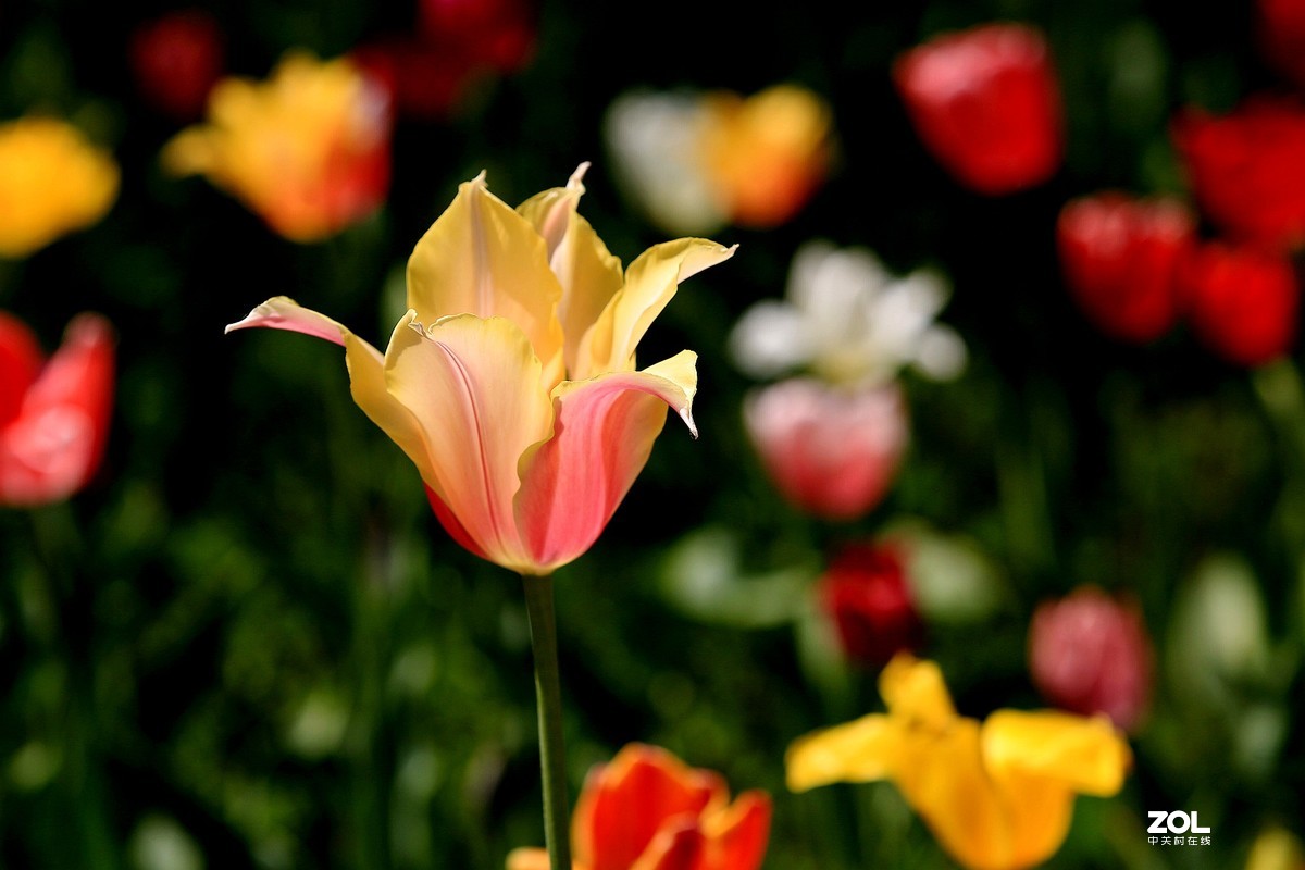 顺义鲜花港郁金香