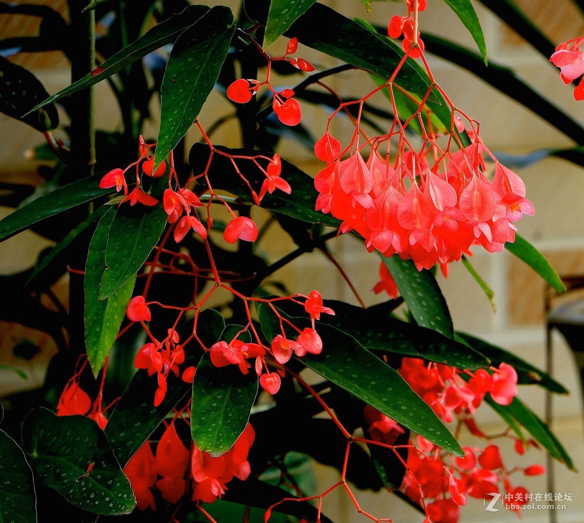 阳台花卉—两只镜头图像对比