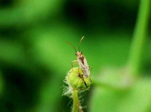 分享一组手机拍的微距