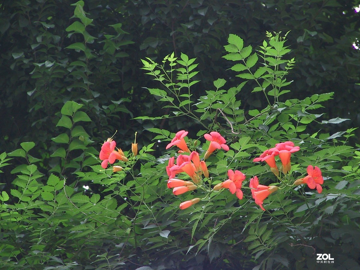 老机新拍2001年产的老机还能用