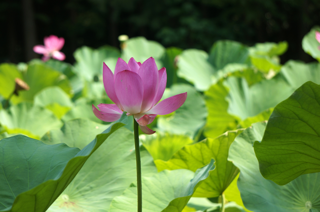 人民公园荷花拍拍