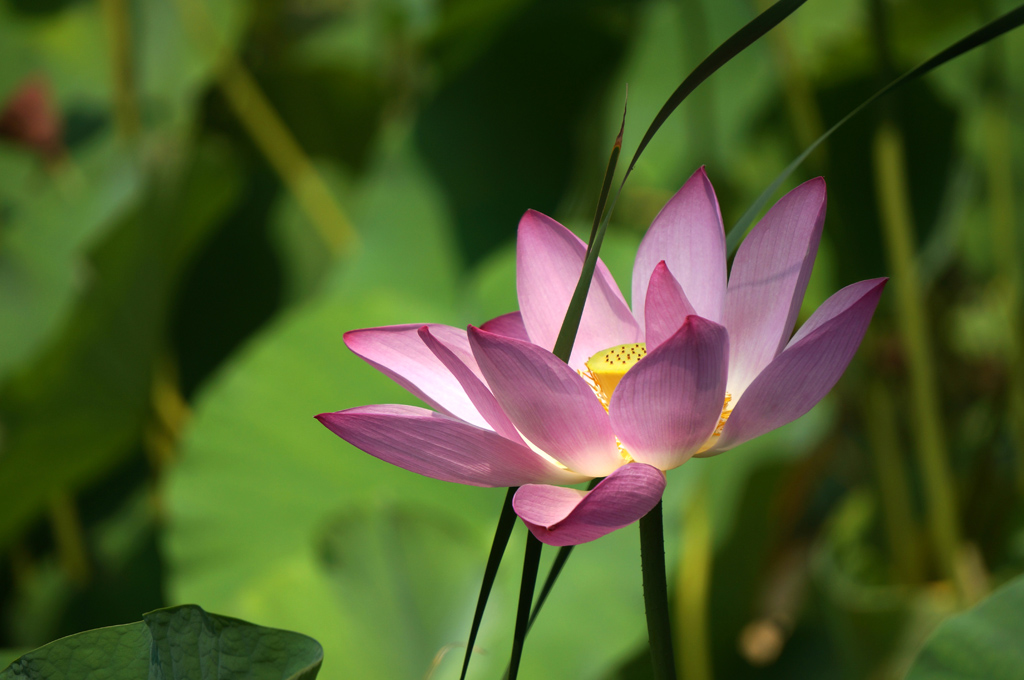 人民公园荷花拍拍