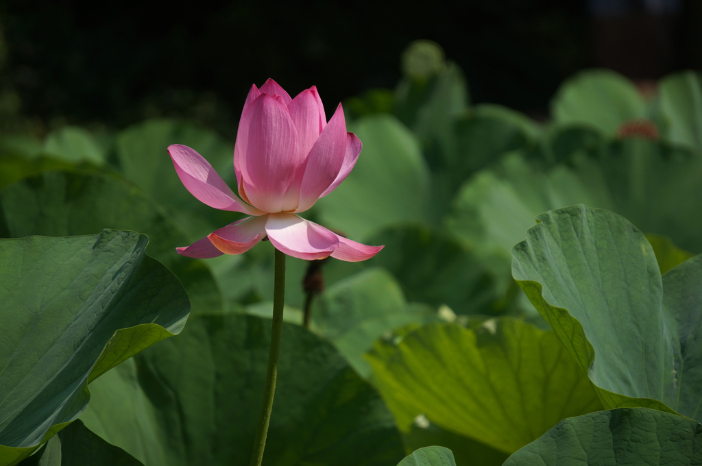 人民公园荷花拍拍