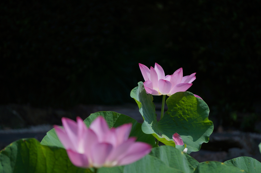 人民公园荷花拍拍