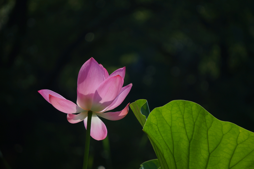 人民公园荷花拍拍