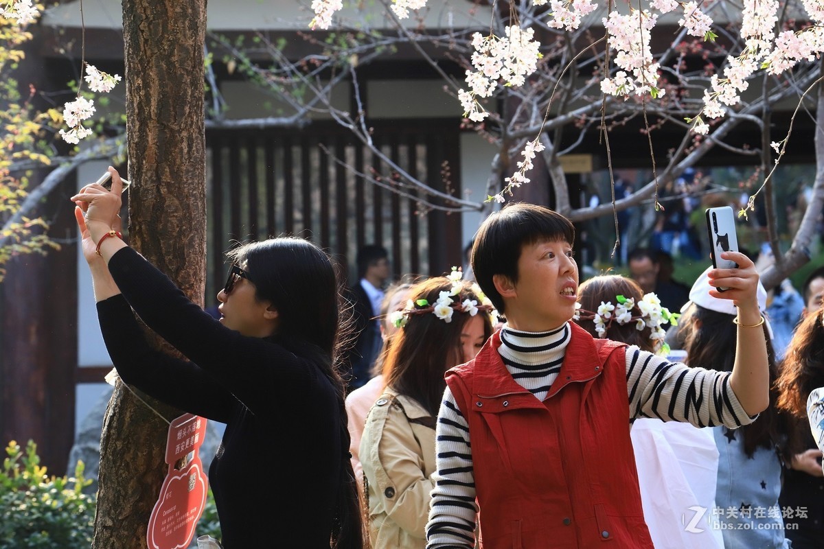 西安青龙寺赏樱 花美人更美