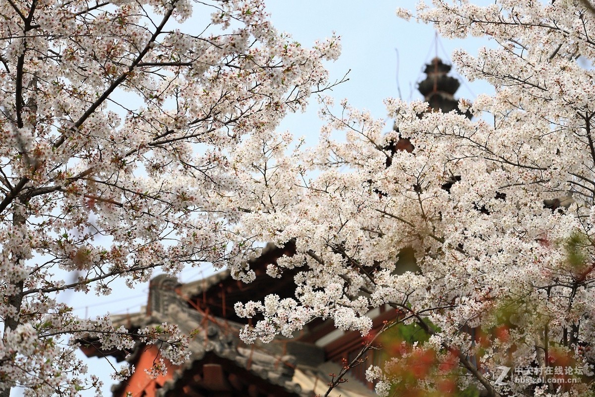 西安青龙寺赏樱 花美人更美