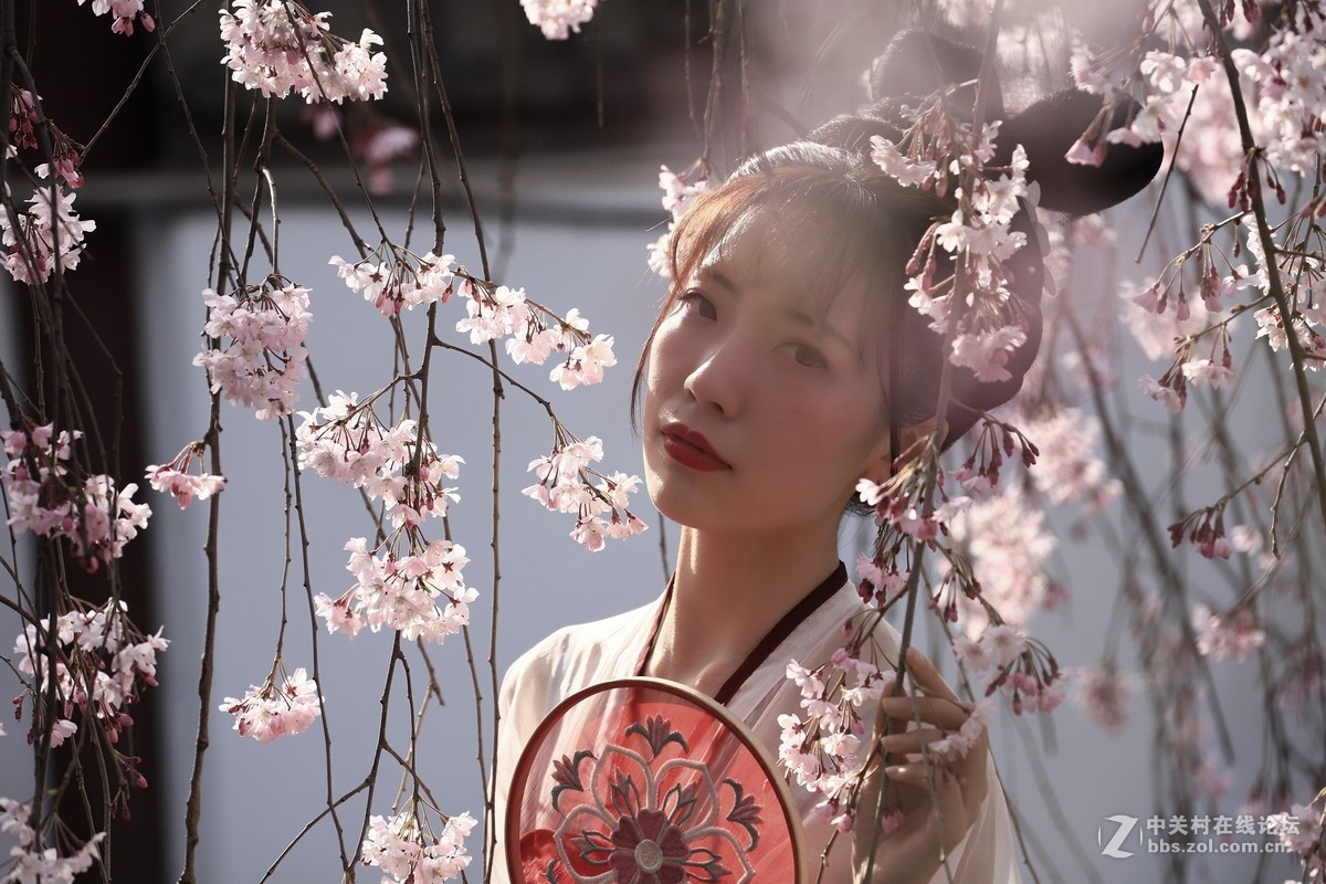 西安青龙寺赏樱 花美人更美