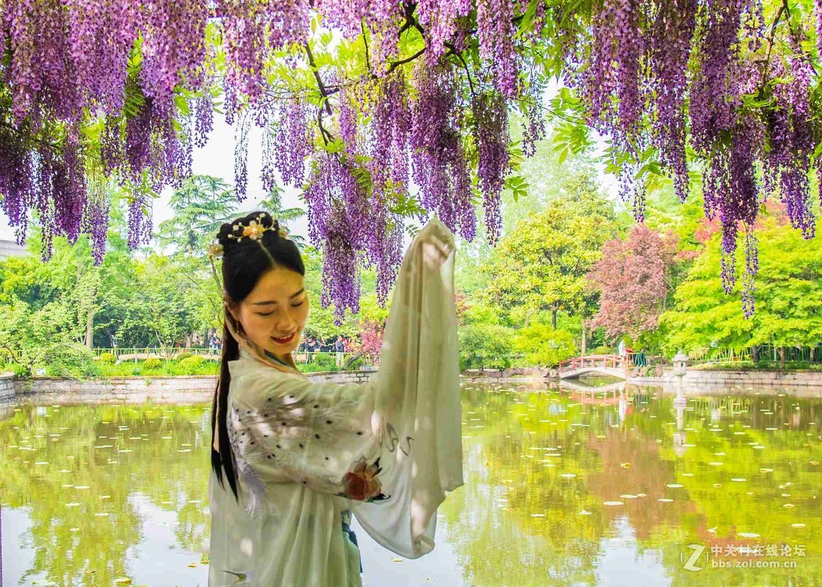 紫藤花下蹭拍人像-中关村在线摄影论坛