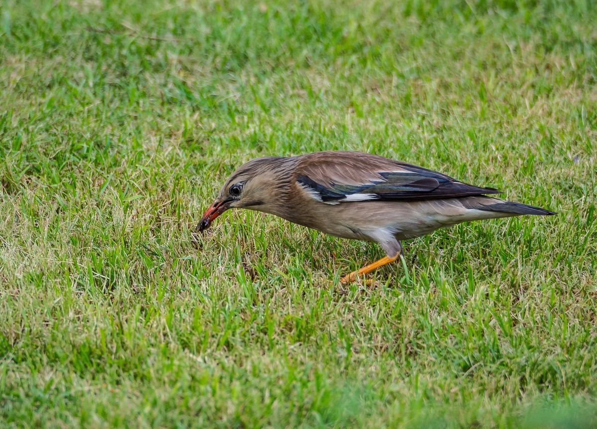菜鸟拍的鸟（E-M10 II+奥巴75-300 f4.8-6.7 II）