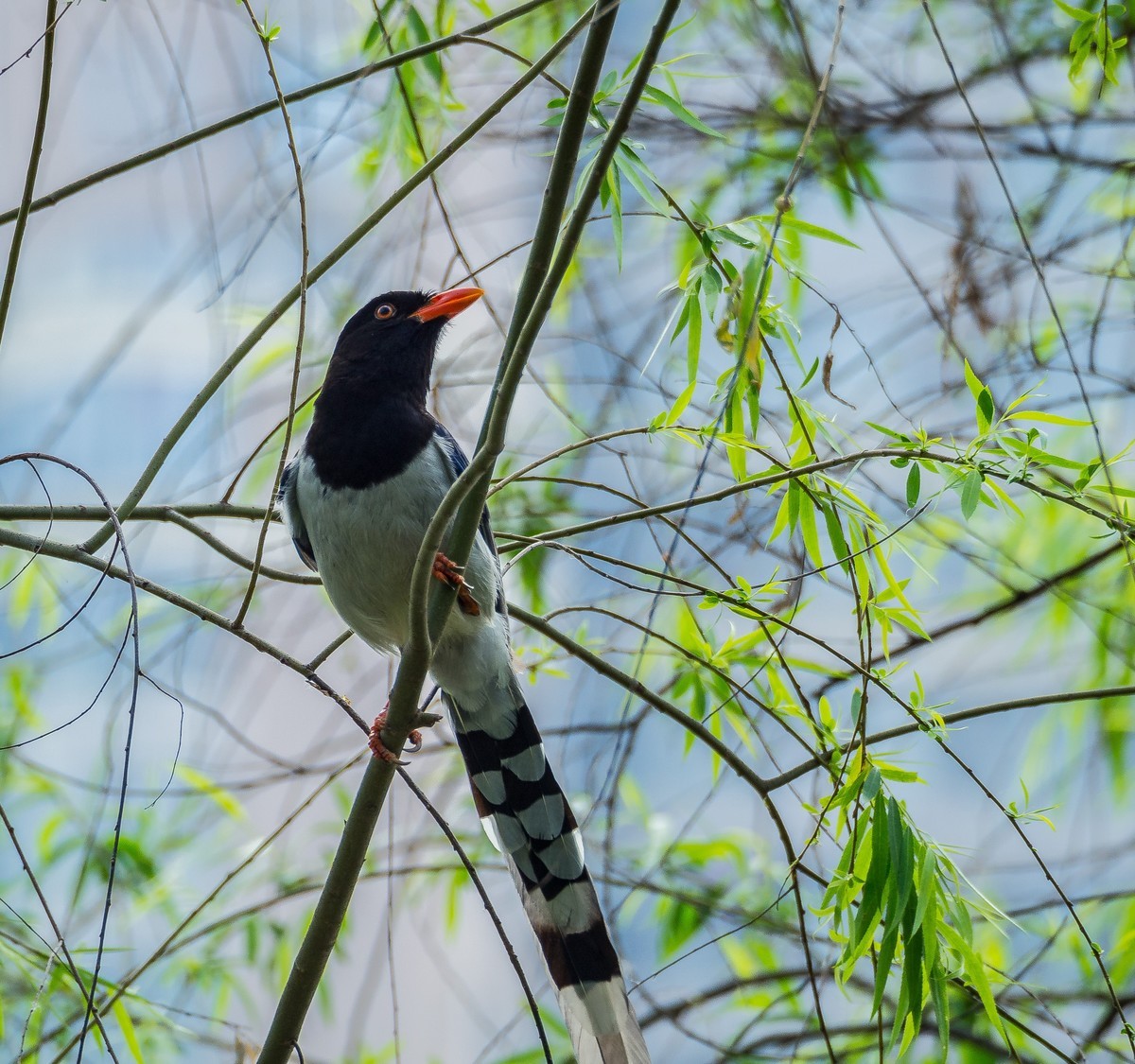 菜鸟拍的鸟（E-M10 II+奥巴75-300 f4.8-6.7 II）