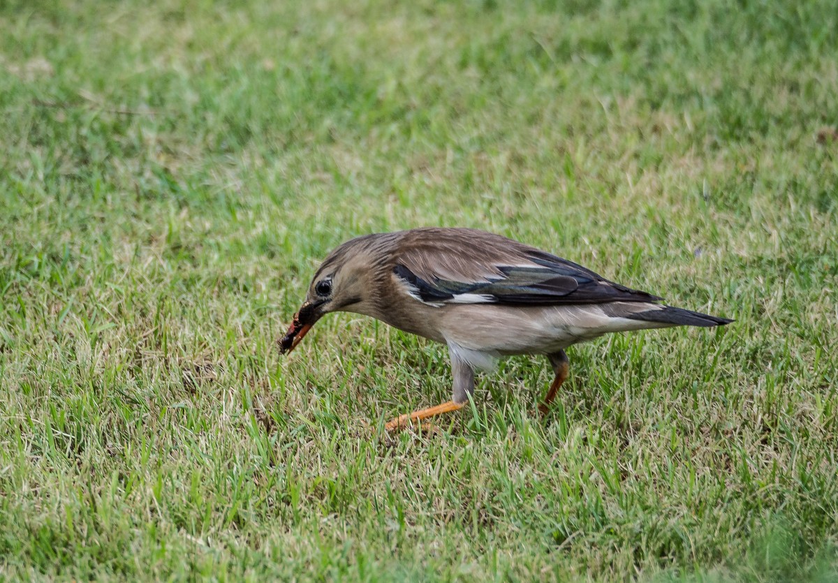 菜鸟拍的鸟（E-M10 II+奥巴75-300 f4.8-6.7 II）