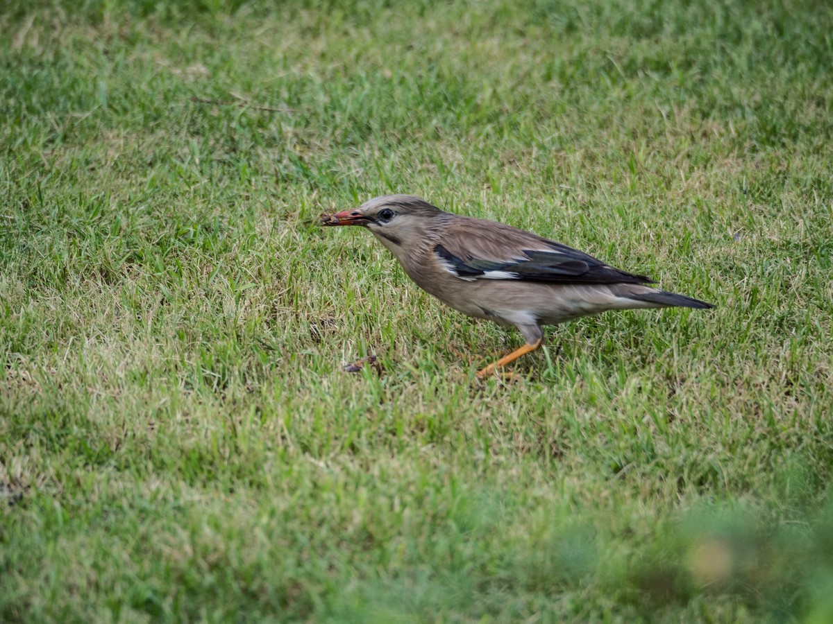 菜鸟拍的鸟（E-M10 II+奥巴75-300 f4.8-6.7 II）