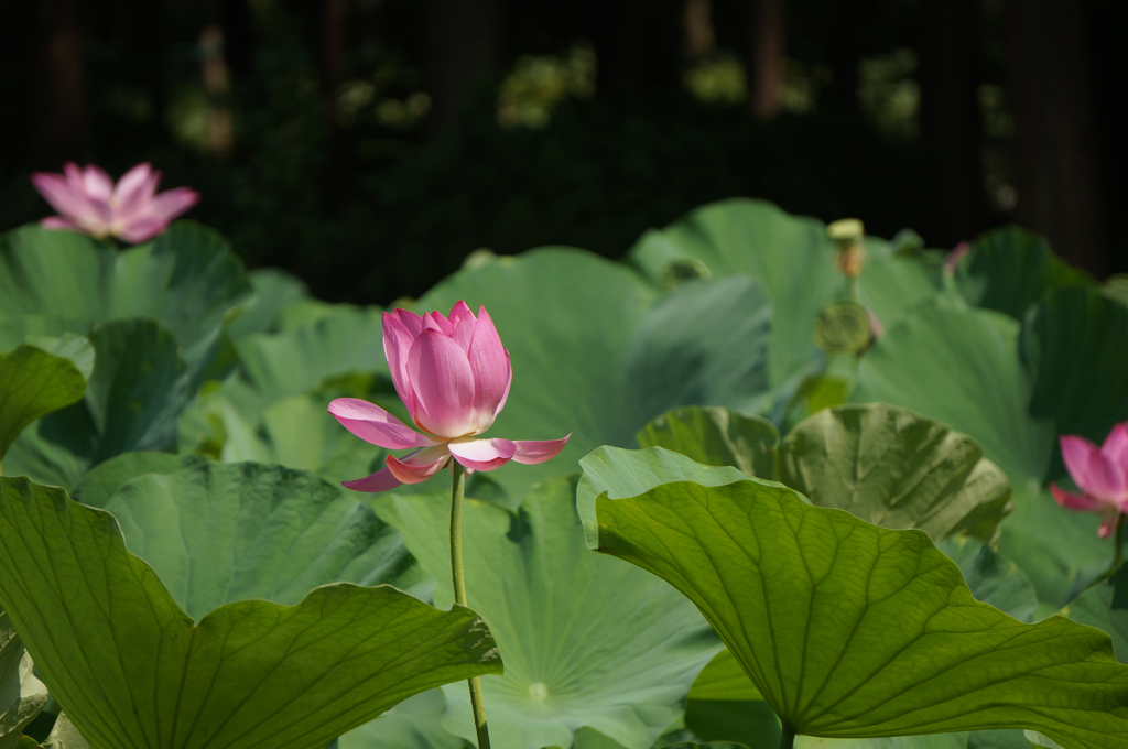 人民公园荷花拍拍