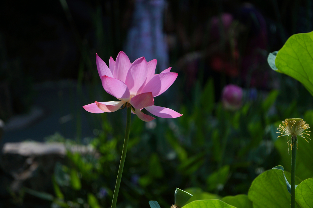 人民公园荷花拍拍