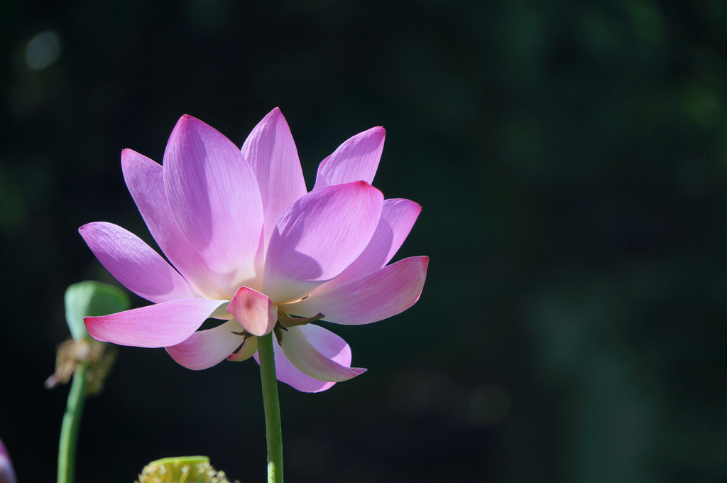 人民公园荷花拍拍