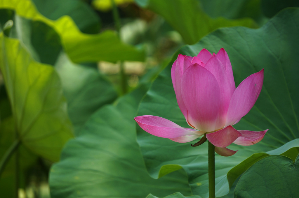 人民公园荷花拍拍