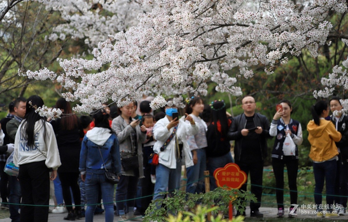 西安青龙寺赏樱 花美人更美