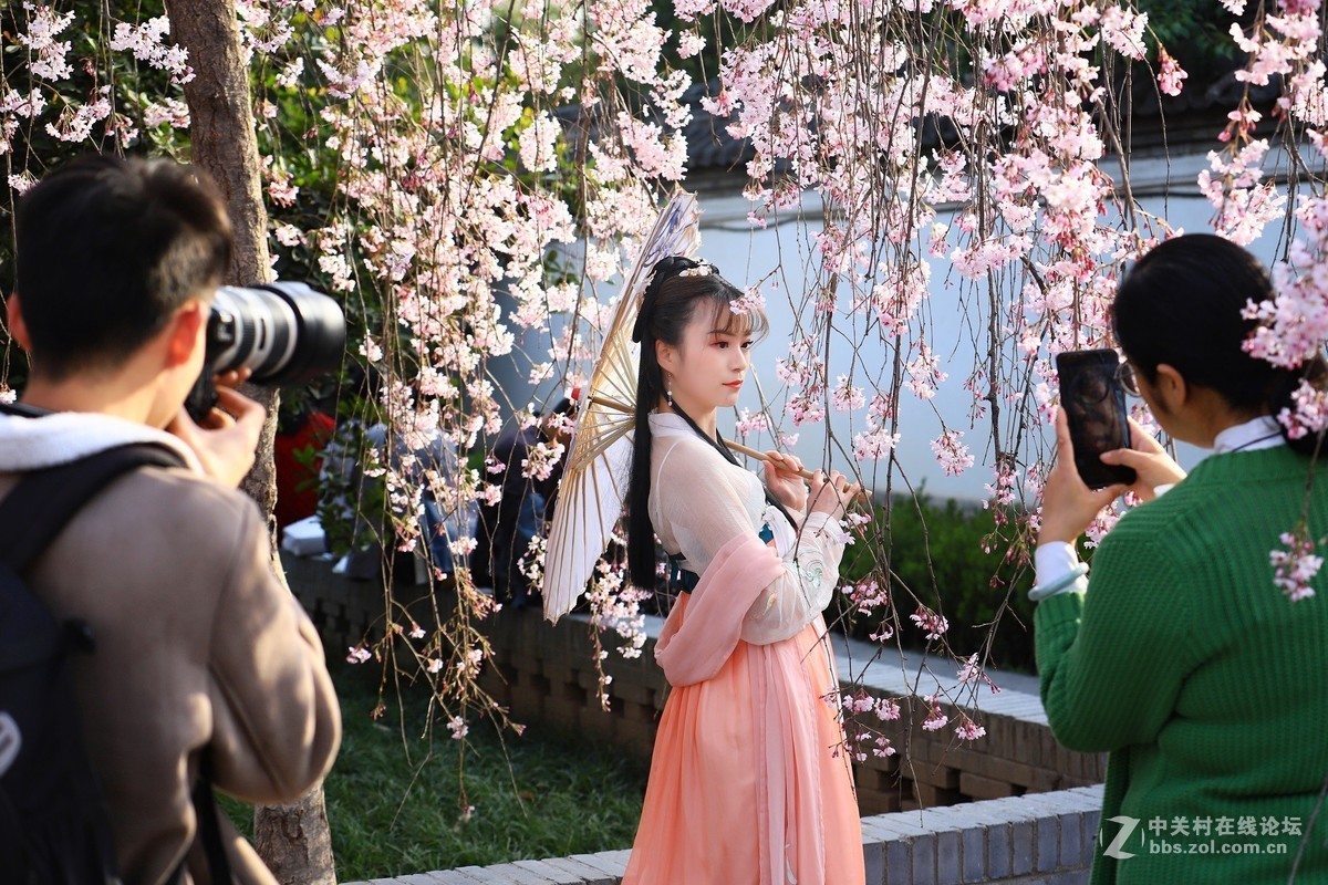西安青龙寺赏樱 花美人更美