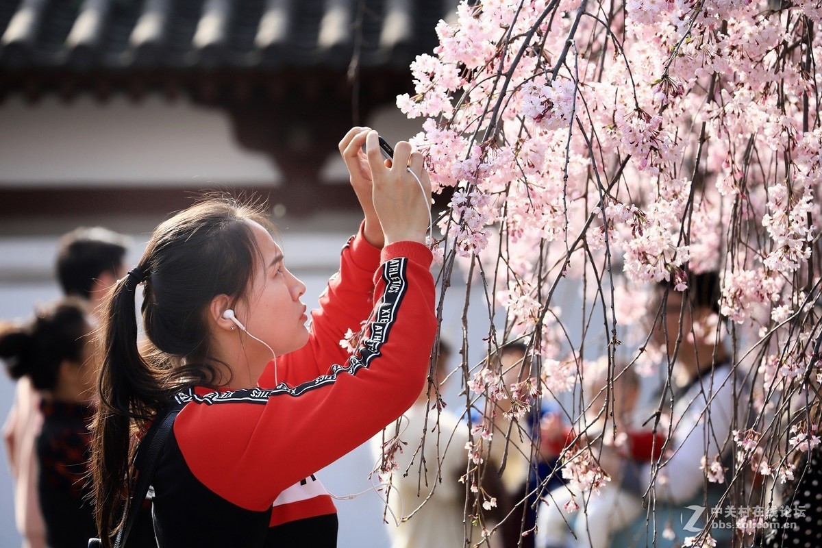 西安青龙寺赏樱 花美人更美