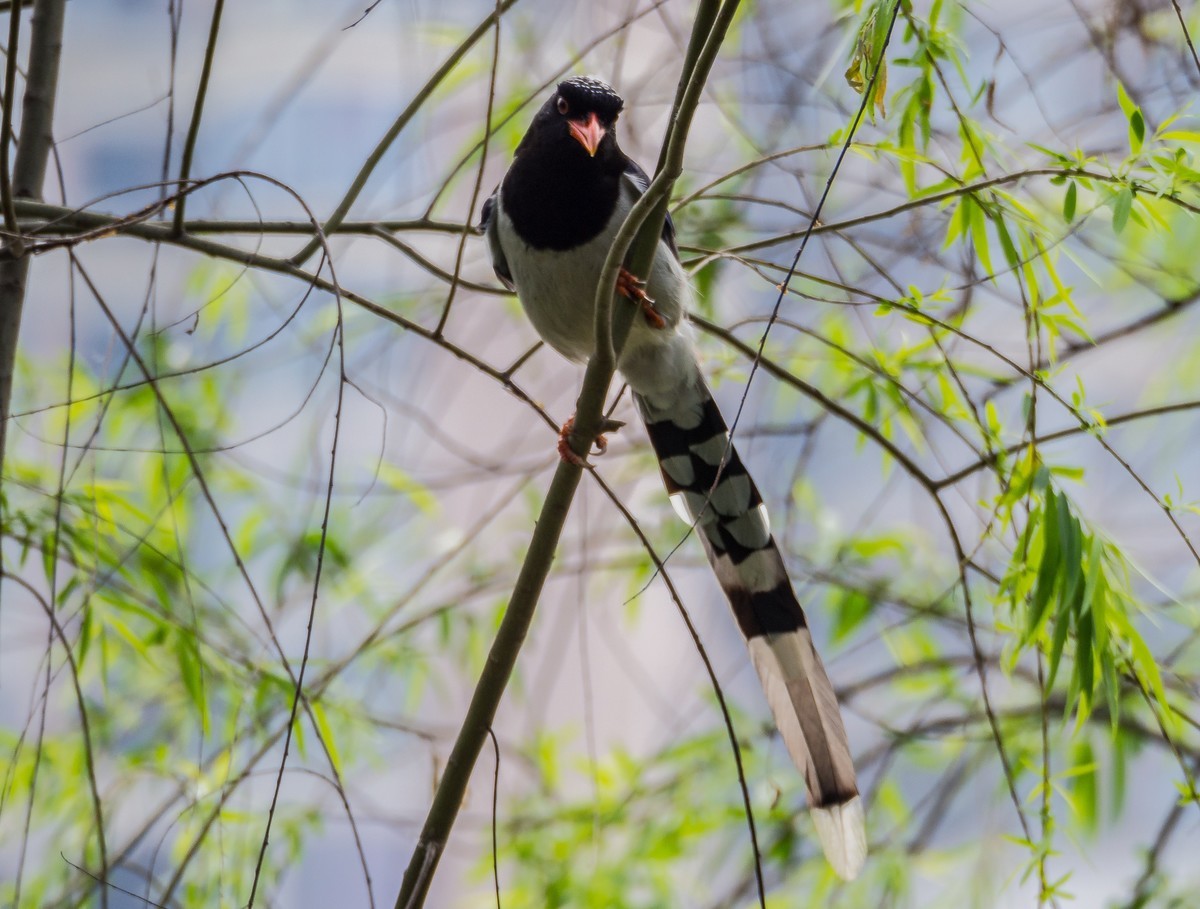 菜鸟拍的鸟（E-M10 II+奥巴75-300 f4.8-6.7 II）